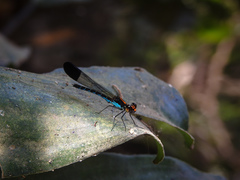 Calocypha laidlawi