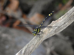 Gomphidia kodaguensis