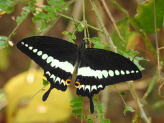 Papilio liomedon