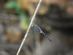 Onychothemis testacea