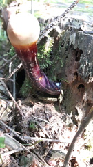Ganoderma carnosum