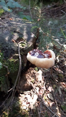 Ganoderma carnosum