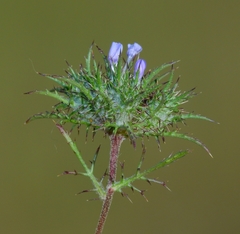 Navarretia tagetina
