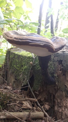 Ganoderma carnosum