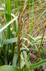 Anthoxanthum redolens