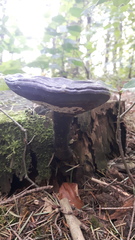 Ganoderma carnosum