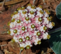 Asclepias solanoana