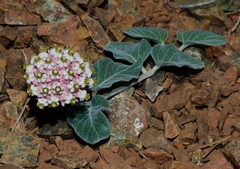 Asclepias solanoana