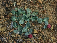 Asclepias solanoana