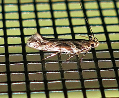 Aristotelia ivae