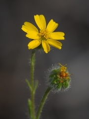 Harmonia doris-nilesiae