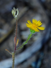 Harmonia doris-nilesiae