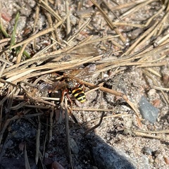 Nomada lathburiana