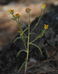 Harmonia doris-nilesiae