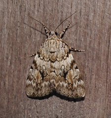 Catocala amica