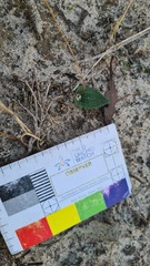 Eriochilus collinus sericeus