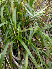 Anthoxanthum redolens