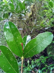 Brexiella ilicifolia image