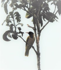 Oriolus xanthornus
