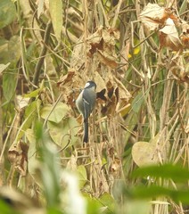 Parus cinereus