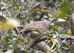 Argya striata