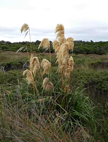 Austroderia turbaria