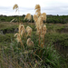 Chatham Island Toetoe - Photo no rights reserved, uploaded by Peter de Lange