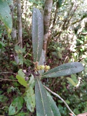 Coptosperma