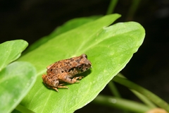Leptobrachella