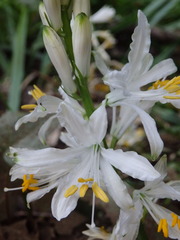 Paradisea lusitanica