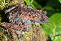Gordon's Bug-Eyed Frog photo 2