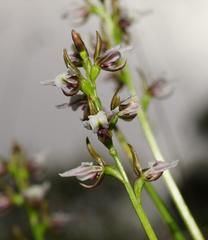 Prasophyllum suttonii