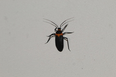 Platytylus bicinctus