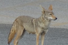 Canis latrans