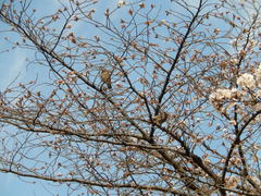 Spodiopsar cineraceus