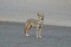 Canis latrans