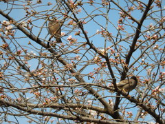 Spodiopsar cineraceus