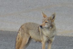 Canis latrans