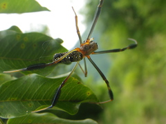 Trichonephila fenestrata