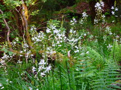 Paradisea lusitanica