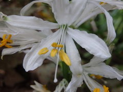 Paradisea lusitanica