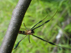 Trichonephila fenestrata