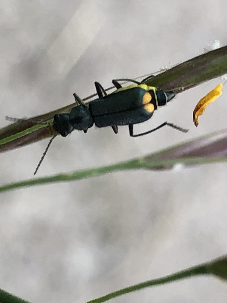 Clanoptilus elegans