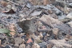 Turdus cardis