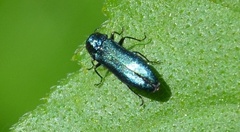 Agrilini