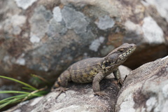 Pseudocordylus subviridis