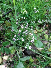 Microbotryum stellariae