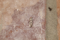 Enaemia atrolinea