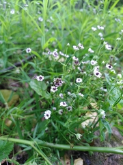 Microbotryum stellariae