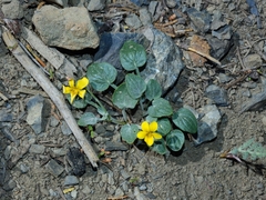 Viola purpurea integrifolia